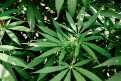CBD Flowers