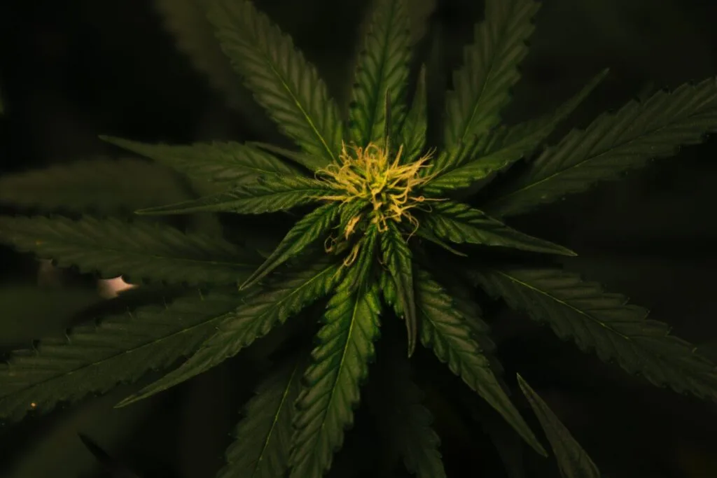 Cannabis Withdrawal and CBD