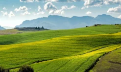 Hemp Field