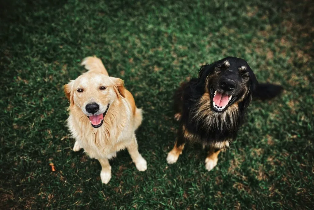 Pair of dogs