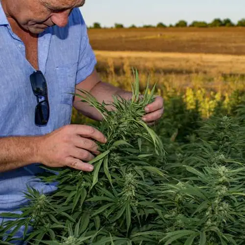 Hemp farm