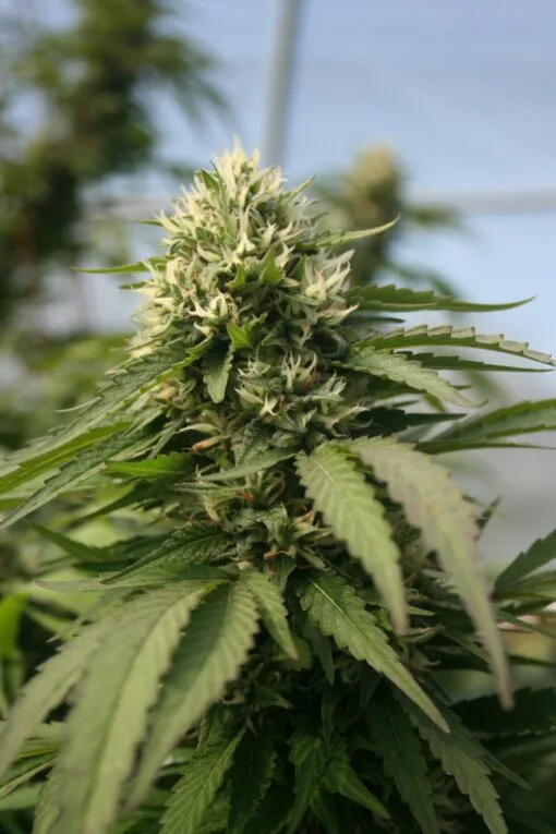Hemp plant growing