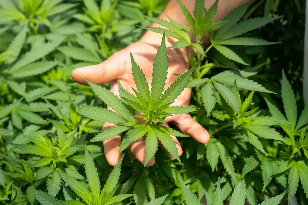 Hemp in the field